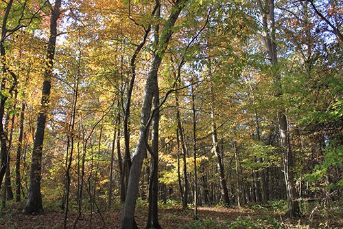 tract 1 - REAL ESTATE AUCTION, 163+/- Acres offered in 8 Tracts